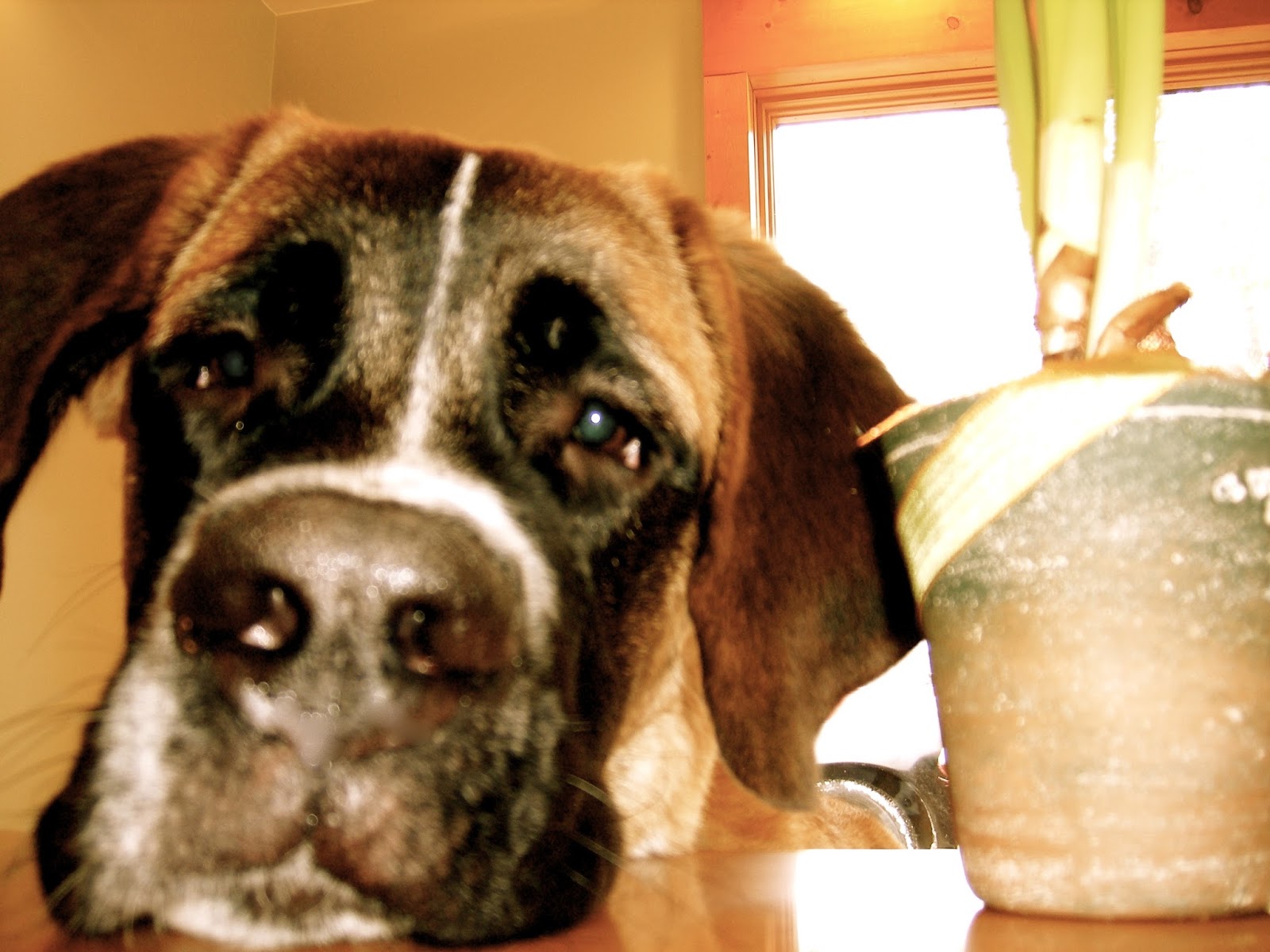 Holistic Veterinary Options - Ada , United States