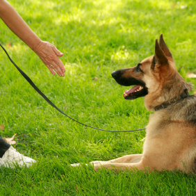 Pro Canine Center - Frenchtown , United States
