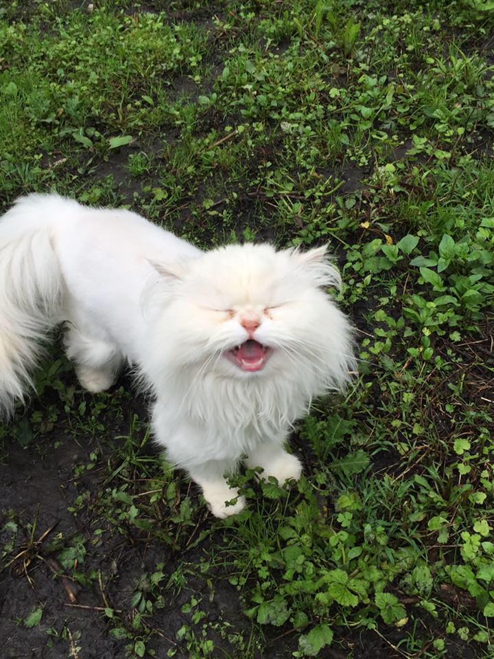 Grove Animal Hospital and Holistic Center - Buffalo Grove , United States