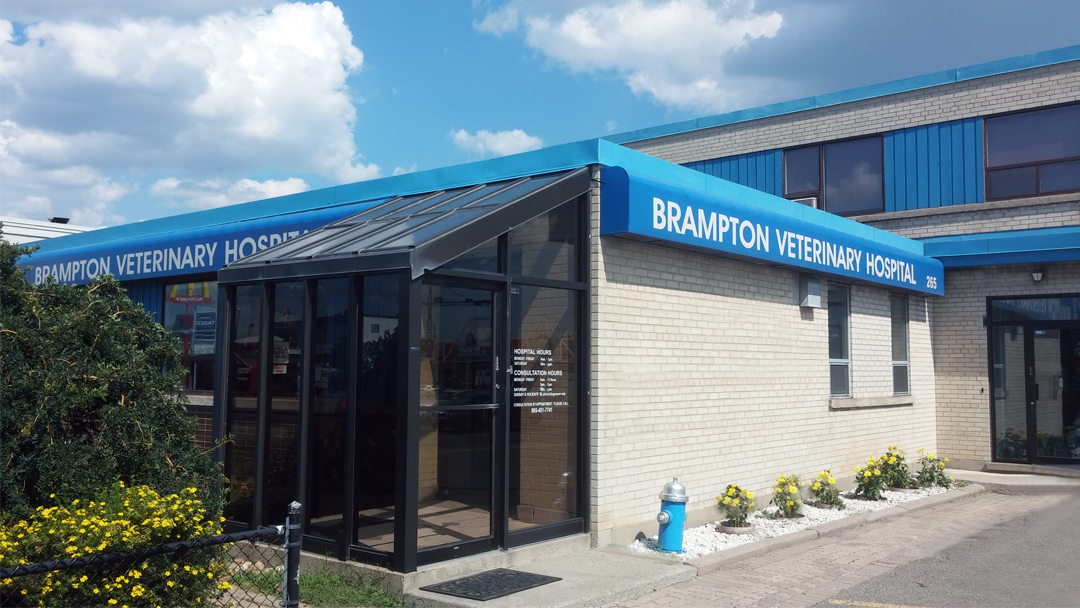 Brampton Veterinary Hospital - Brampton , Canada