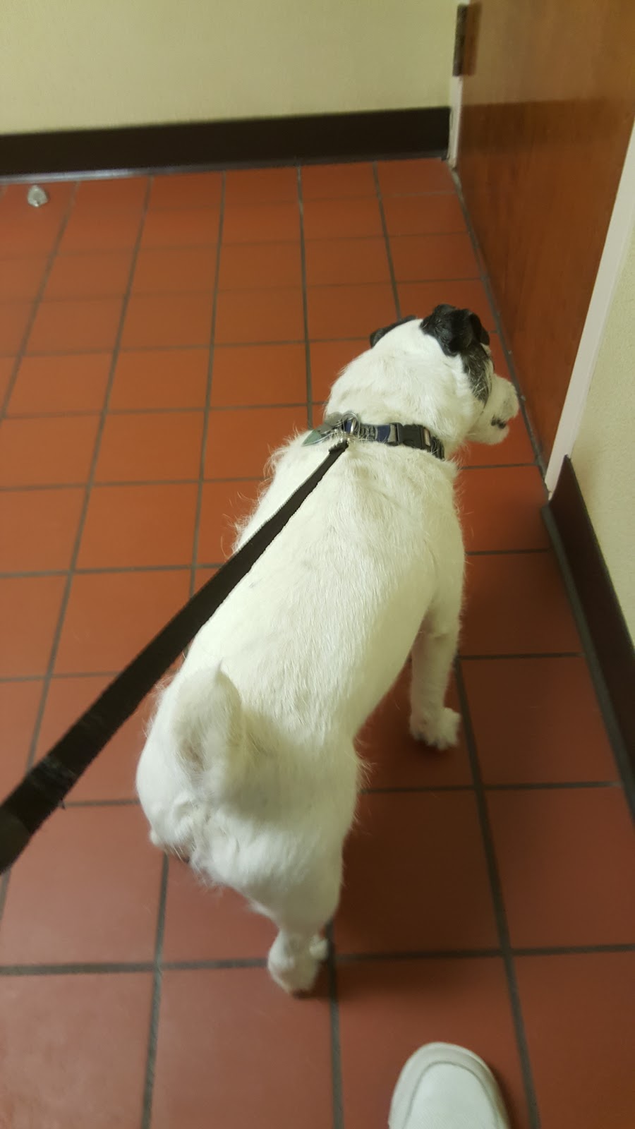 Berkshire Veterinary Hospital - Pittsfield , United States