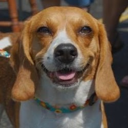 Robbins Road Animal Clinic - Grand Haven , United States