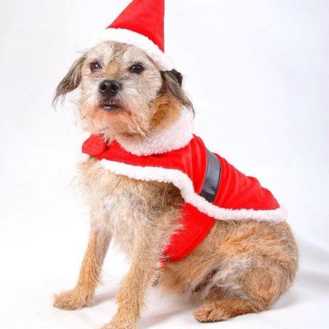 East Park Vets - Harrogate , United Kingdom