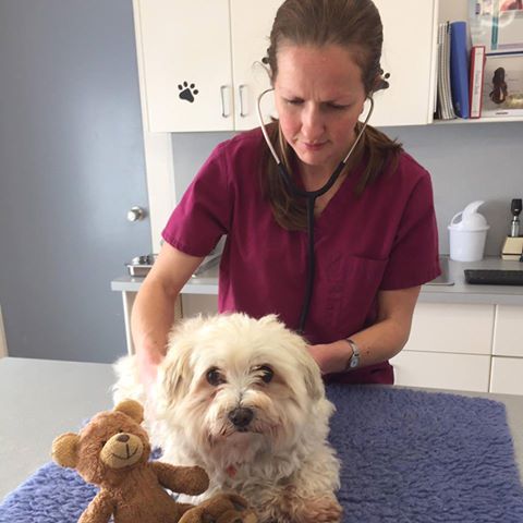 Wynyard Veterinary Clinic - Wynyard , Australia