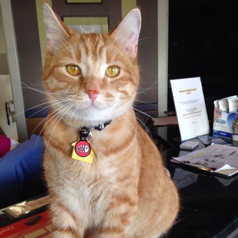 Donaldson Animal Hospital - Orion Twp , United States