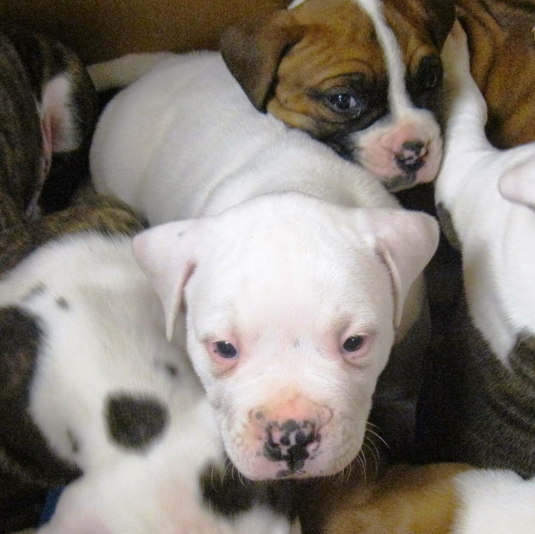 South University Veterinary Hospital - Lubbock , United States
