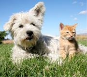 A Quality Care Veterinary Hospital - Livonia , United States