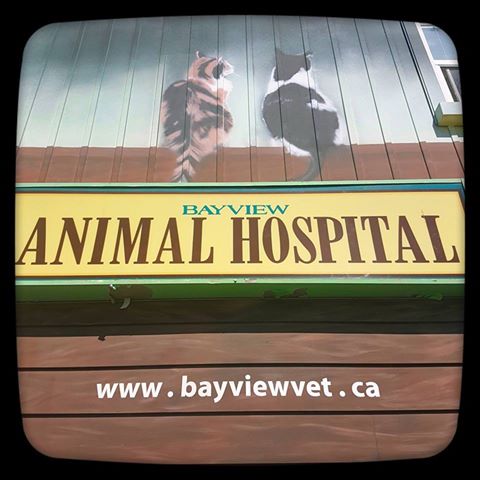Bayview Animal Hospital - Toronto , Canada