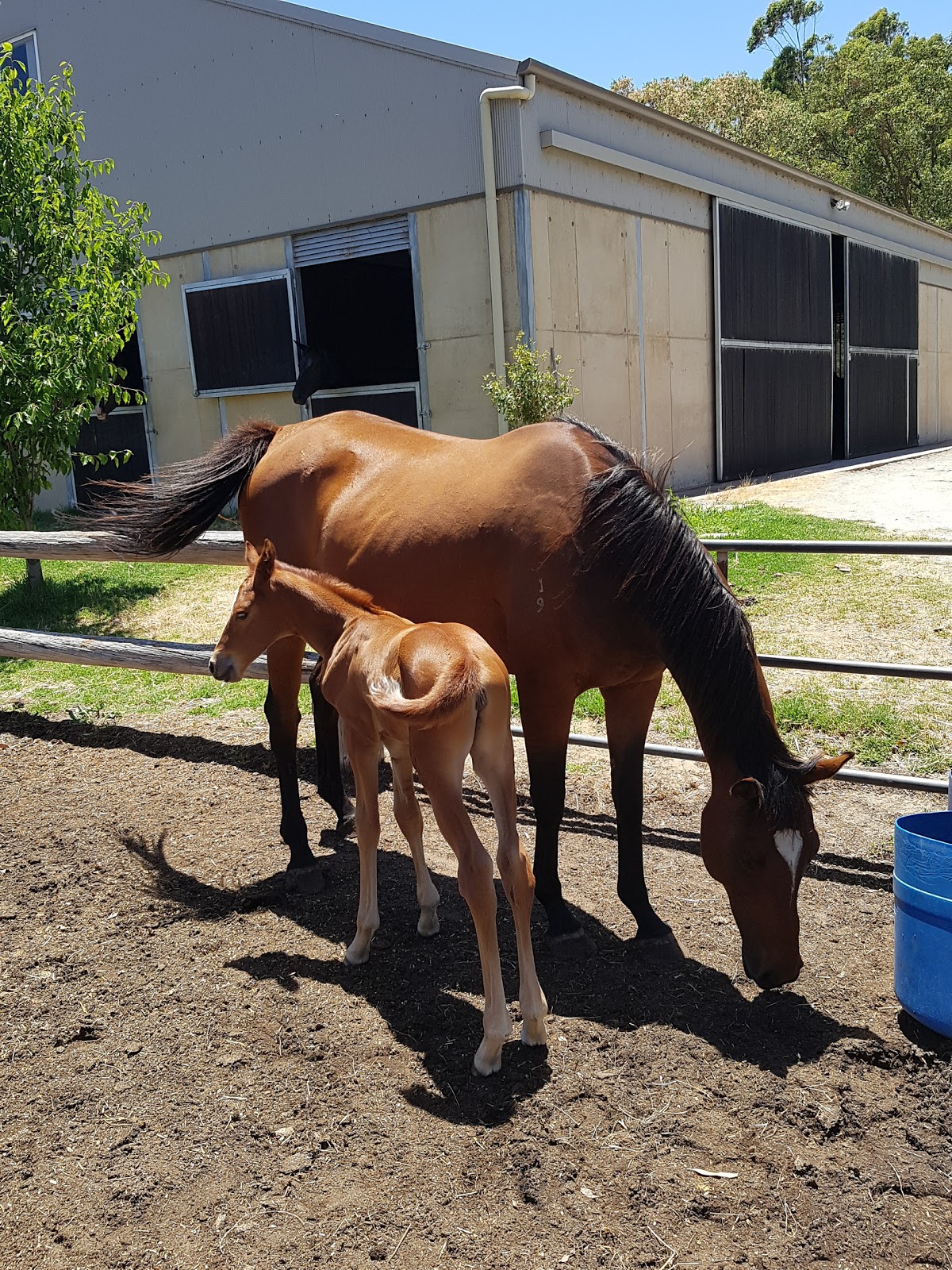 Oakford Equine Hospital - Oakford , Australia