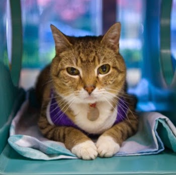 Red Bank Veterinary Hospital Mt Laurel - Mt Laurel Township , United States