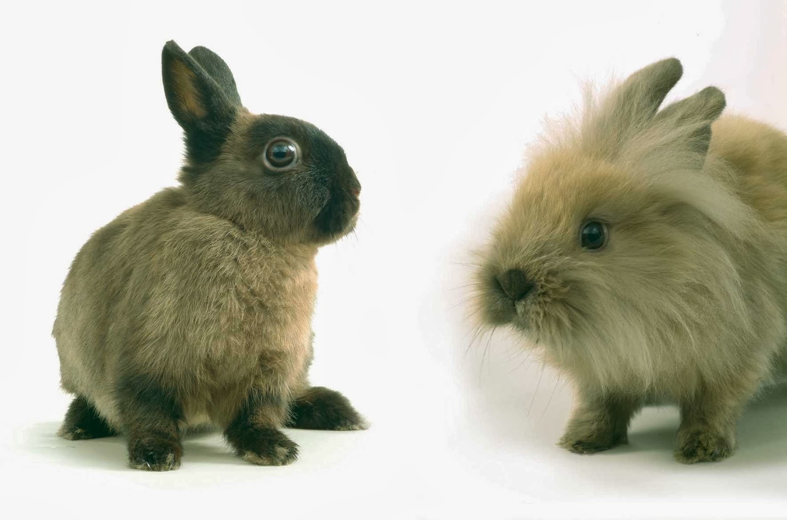 Fair City Veterinary Group - Auchterarder , United Kingdom