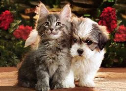 Old Peachtree Animal Clinic - Duluth , United States
