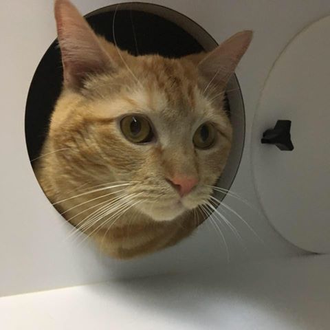 Feline Medicine And Surgery Clinic - Edmond , United States