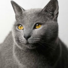 Medi Vet Animal Health - Mandeville , United States