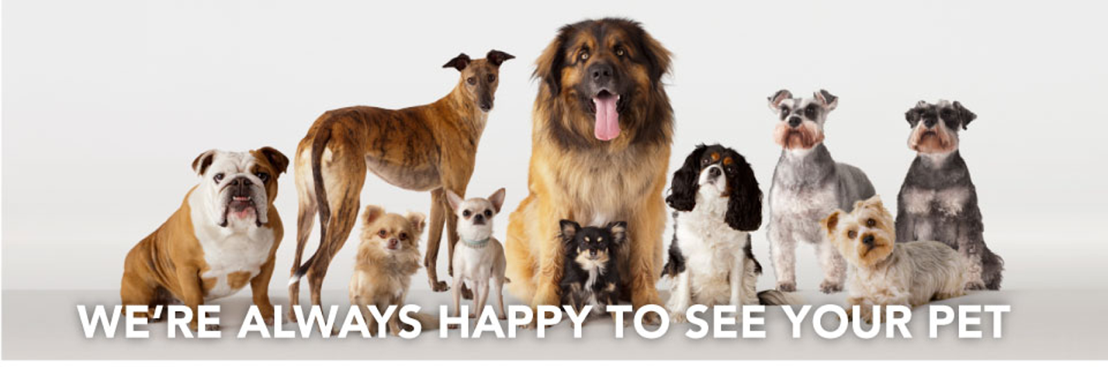 Vca Canada Cachet Village Animal Hospital - Markham , Canada