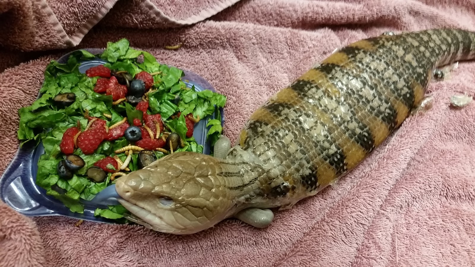 Odd Pet Vet - South Weymouth , United States