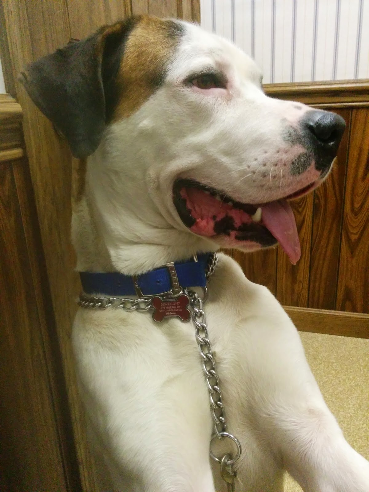 Chester Veterinary Services - Chester , United States