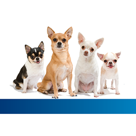 Salem Animal Hospital - Ajax , Canada