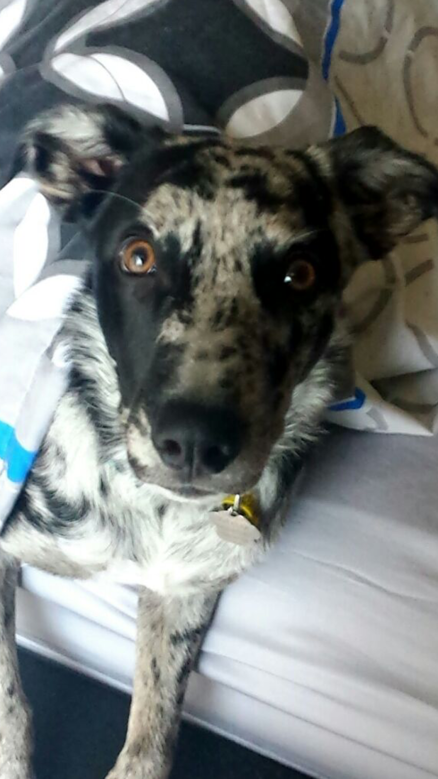 Beaconsfield Veterinary Centre - Officer , Australia