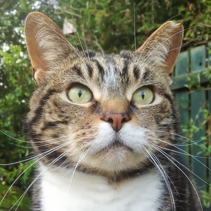 The Cat Clinic - Edinburgh , United Kingdom