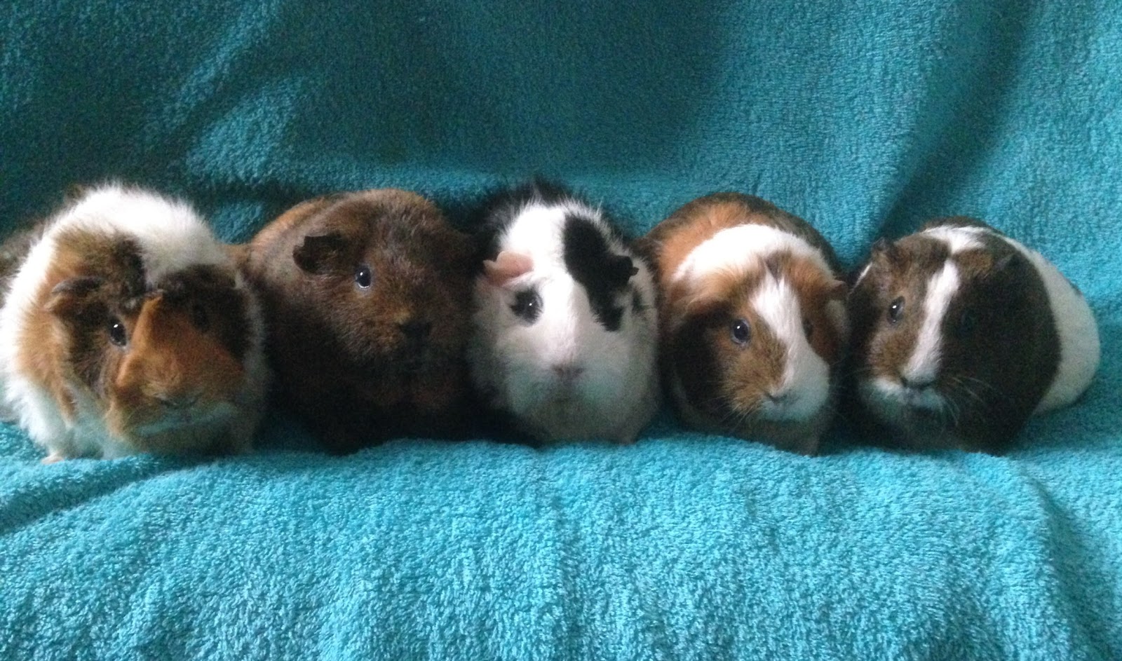 Ashfield Veterinary Group Halifax - Halifax , United Kingdom