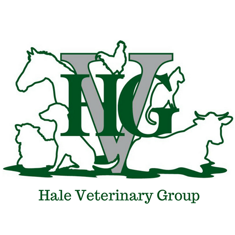 Hale Veterinary Group Calne Surgery - Calne , United Kingdom