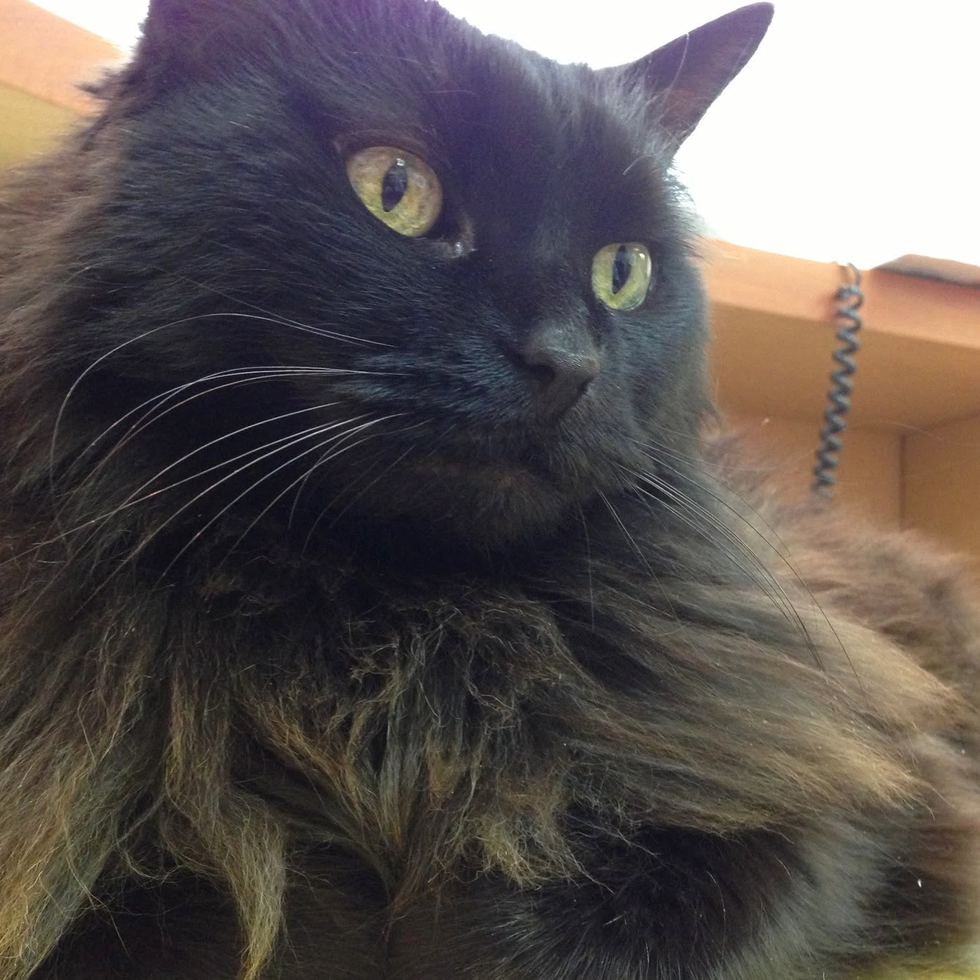 Guildcrest Cat Hospital - Scarborough , Canada