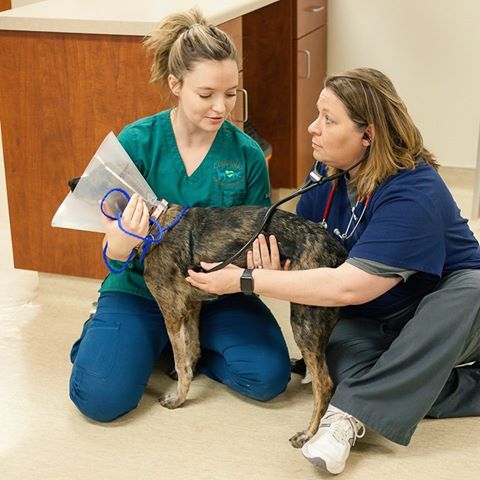 Coronado Veterinary Hospital - Coronado , United States