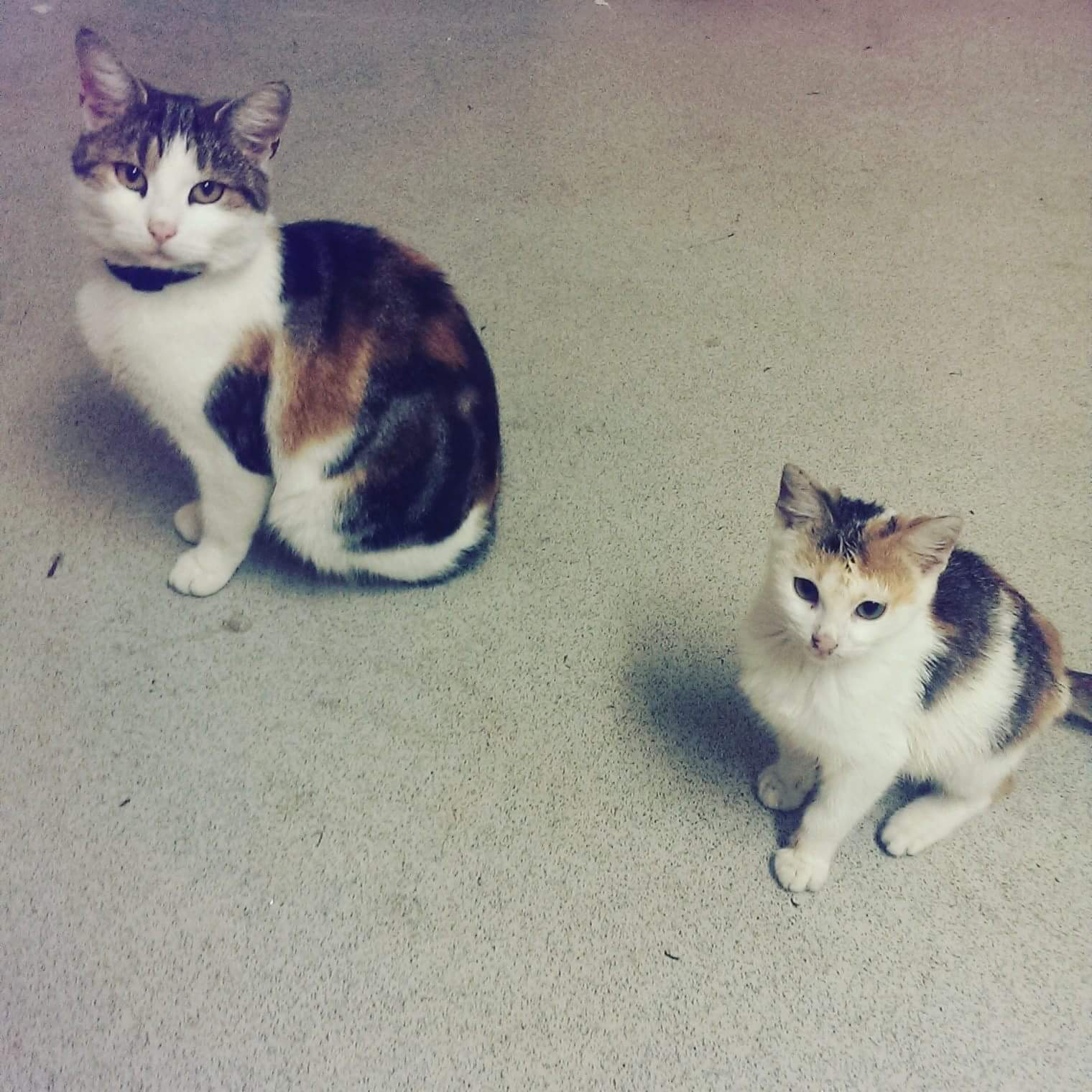 Vets4Pets Slough - Slough , United Kingdom
