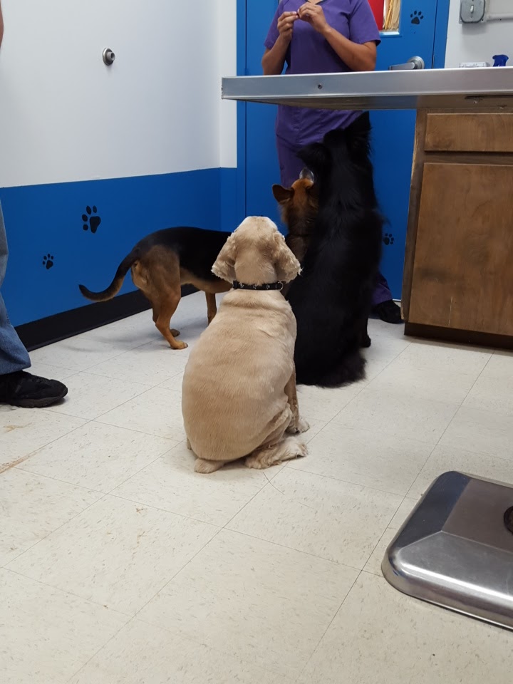 Vetcare For Pets Animal Hospital - Dunn , United States