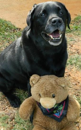 Countryside Animal Hospital - Montevallo , United States