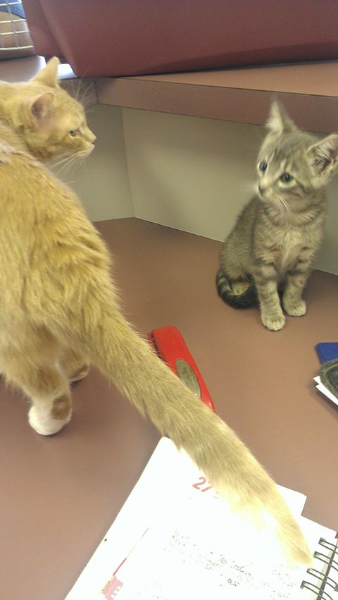 Parkglen Animal Clinic - Stafford , United States