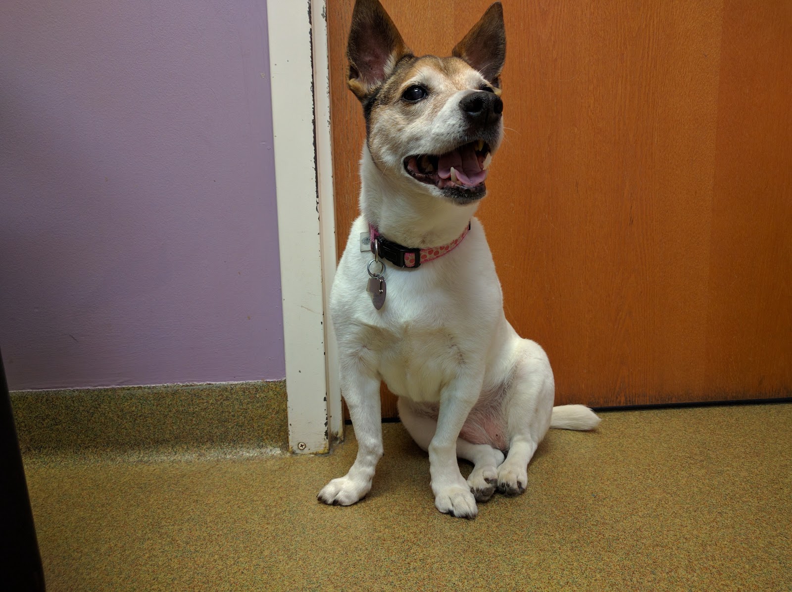 Gardner Animal Hospital - Gardner , United States