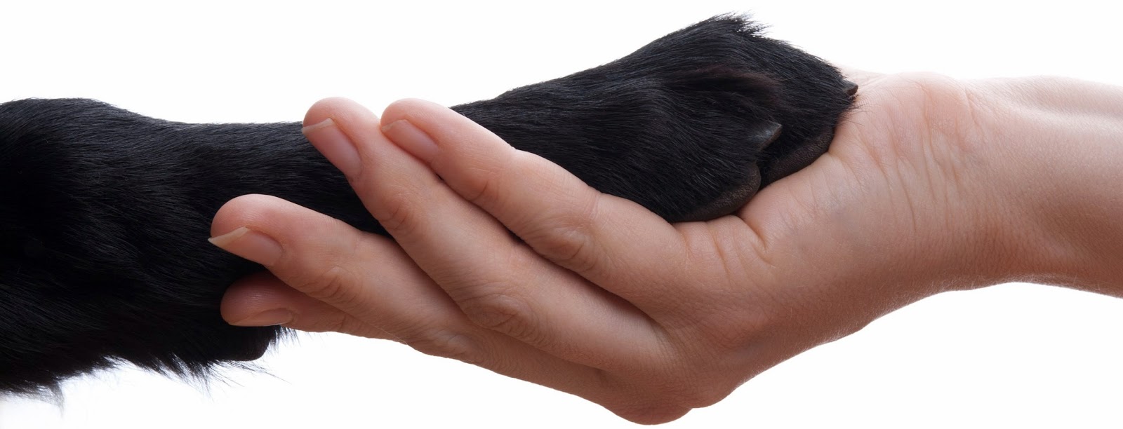 Alliance Emergency Veterinary Clinic - Randolph , United States