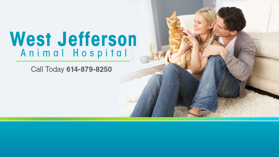 West Jefferson Animal Hospital - West Jefferson , United States