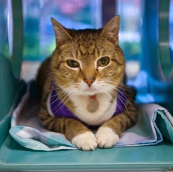 Red Bank Veterinary Hospital Rbvh Tinton Falls - Red Bank , United States