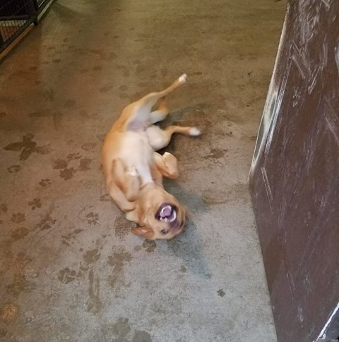 Carbondale Pet Clinic - Carbondale , United States