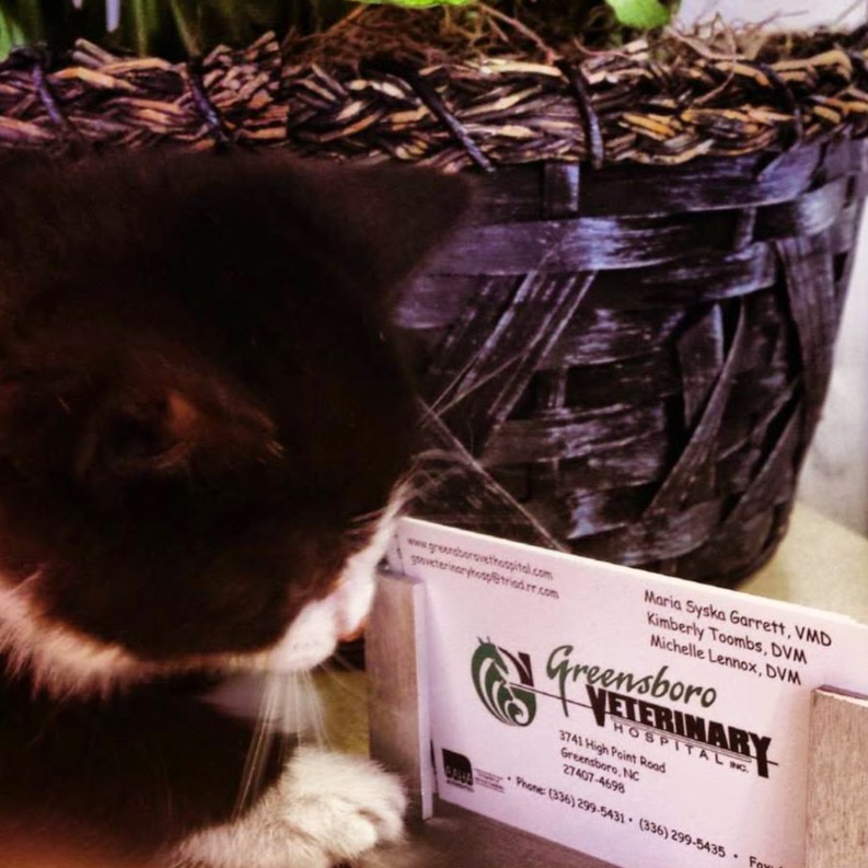Greensboro Veterinary Hospital Inc. - Greensboro , United States
