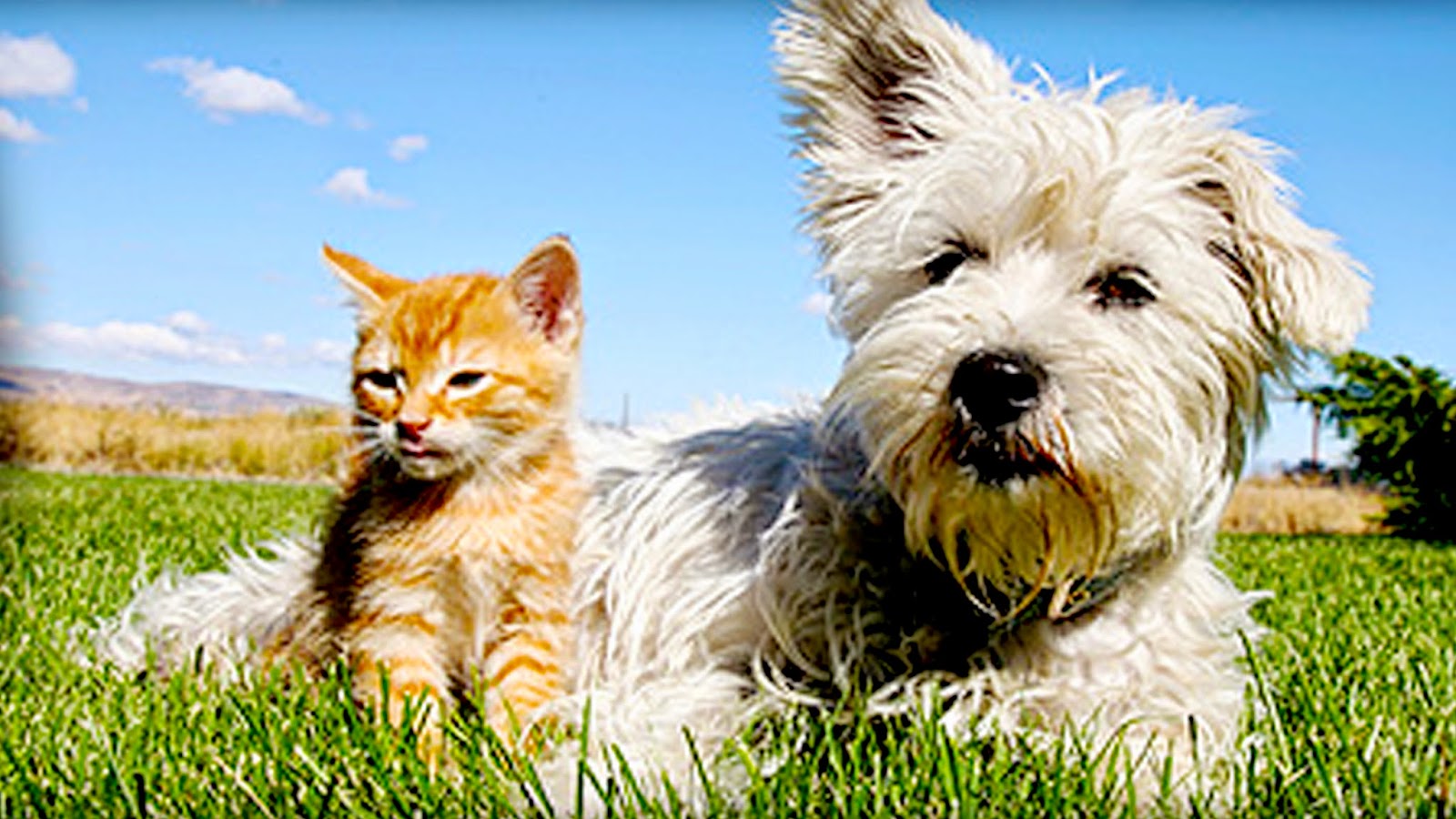 Uniontown Veterinary Clinic - Uniontown , United States
