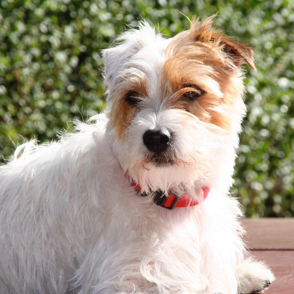 Crab Lane Vets - Harrogate , United Kingdom