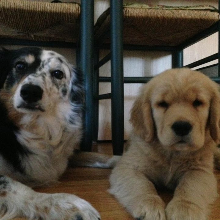 Slow Vet Med - Dr. Richard Calland Veterinary Consulting Service - Vancouver , Canada