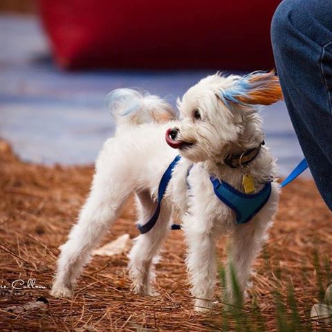 Altadena Valley Animal Clinic - Birmingham , United States