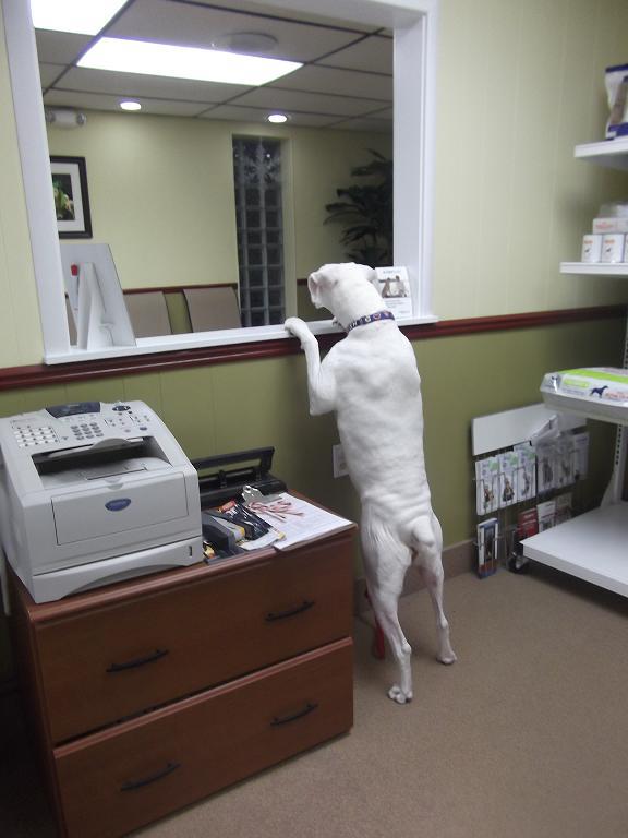 Advanced Veterinary Medical Center - Farmington Hills , United States