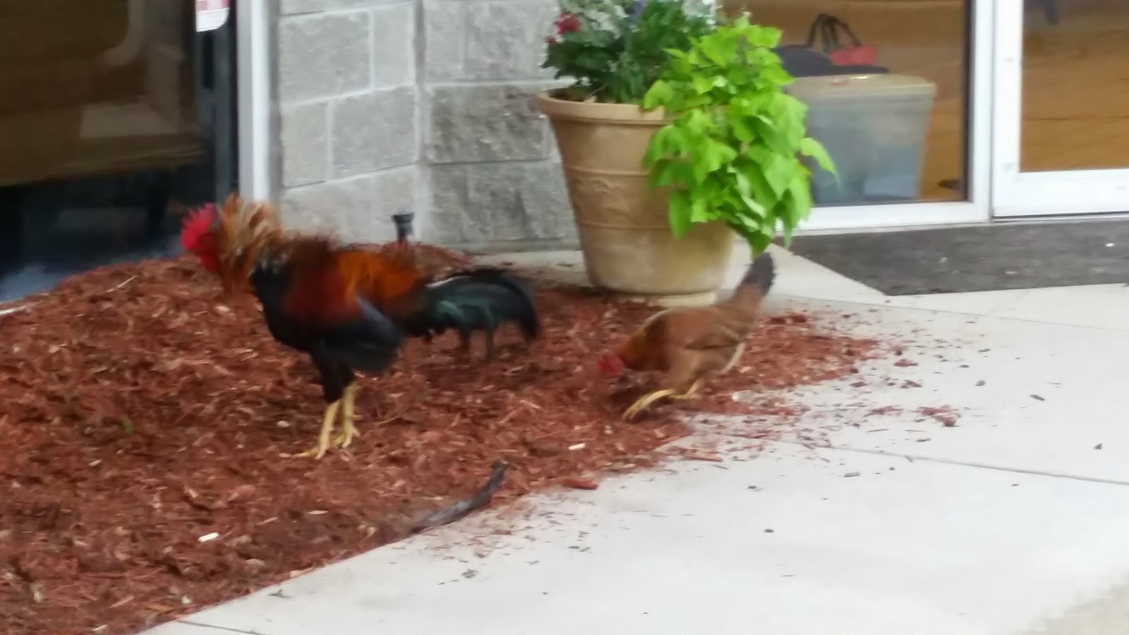Bluepearl Pet Hospital - Jacksonville , United States