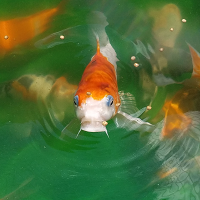 Personal Touch The Fish Superstore - Princeton , United States