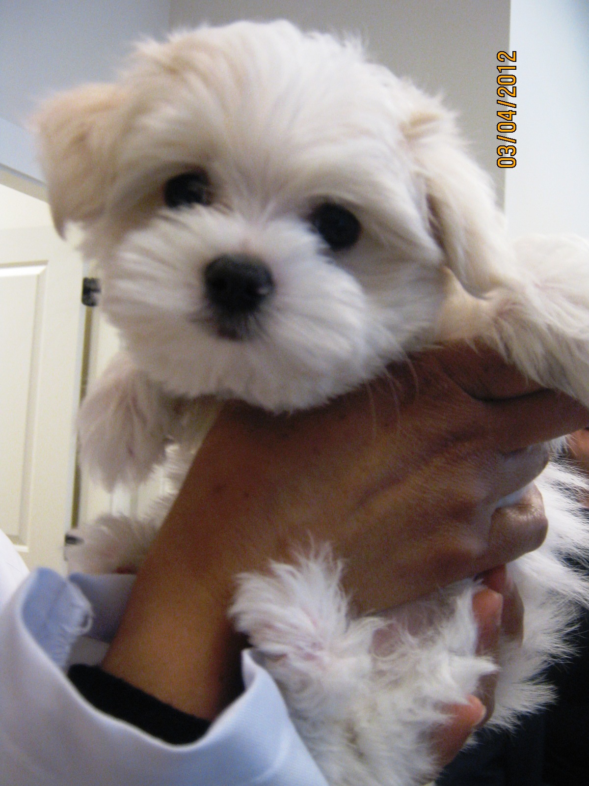 Clearbrook Animal Hospital - Abbotsford , Canada