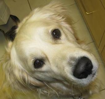 Anne Arundel Veterinary Hospital - Baltimore , United States