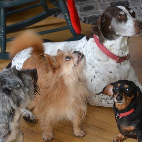 West Falmouth Veterinary Clinic - Falmouth , United States