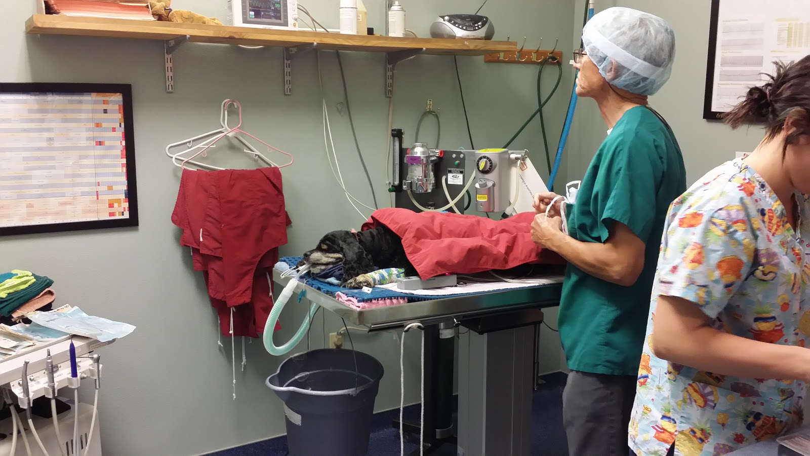 Higley Road Pet Clinic - Gilbert , United States