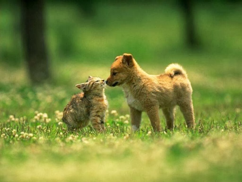 Ballantrae Animal Hospital - Whitchurch Stouffville , Canada